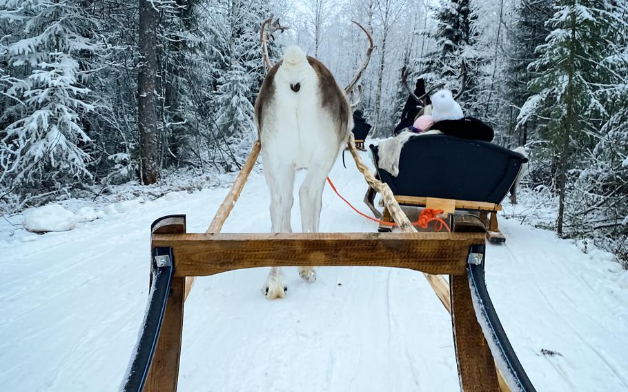 Reindeer sleigh ride in Rovaniemi