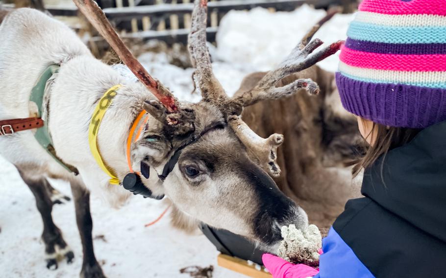 Girl feeding reindeer in snow