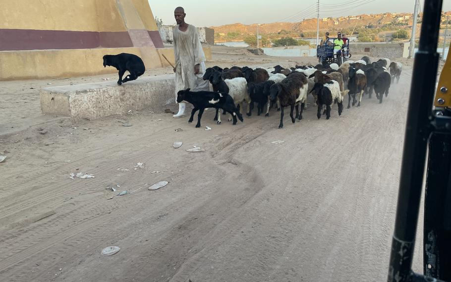 Herding goats in Egypt