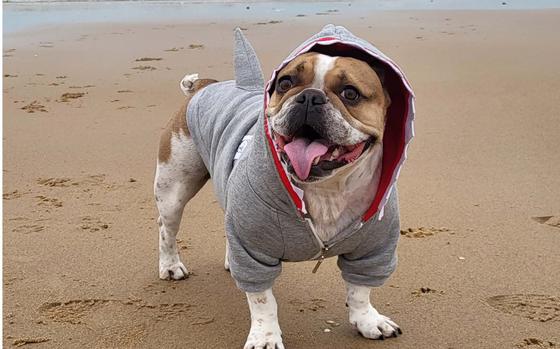 Pepper, a five-year-old French Bulldog, in a shark costume standing on a beach in Belgium