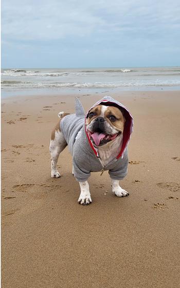 Pepper, a five-year-old French Bulldog, in a shark costume standing on a beach in Belgium