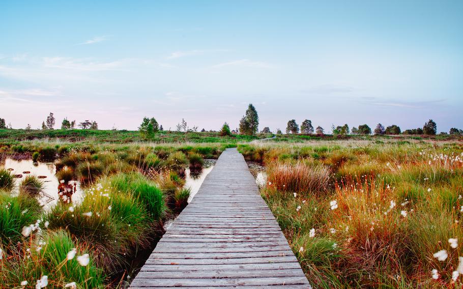Hiking in the High Fens in the Hautes Fagnes through moorland on a trail in the nature reserve in summer