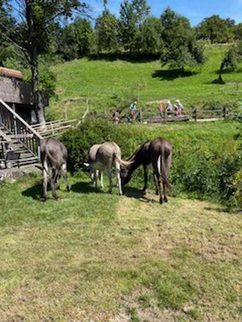 Group of three donkeys grazing on grass