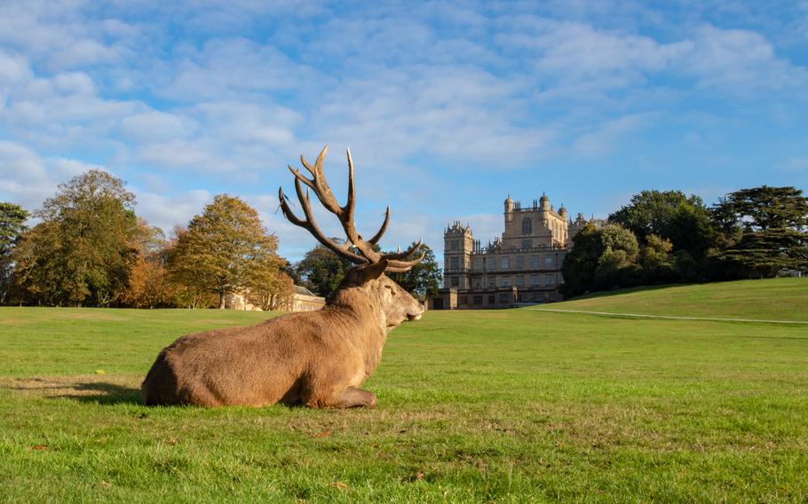 Wollaton Hall Deer Park and Gardens