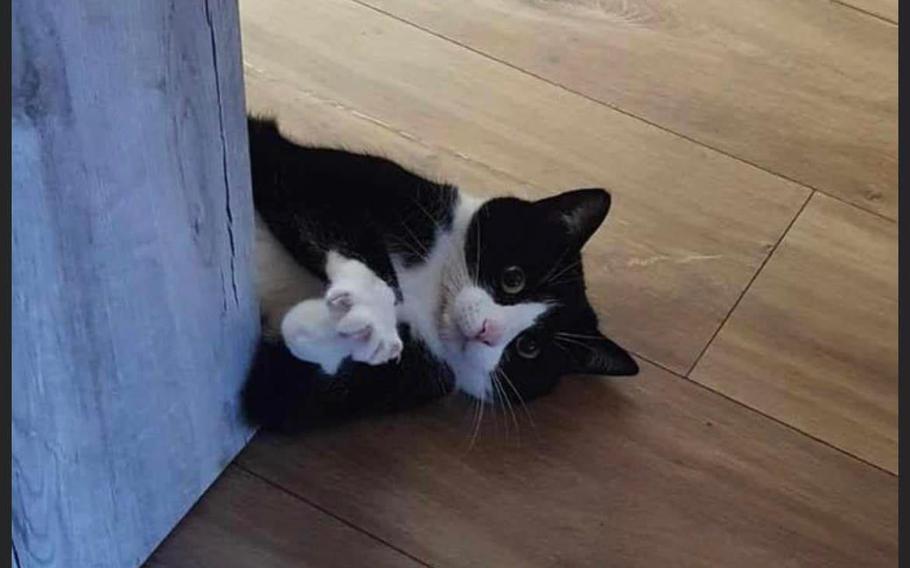 A black a white cat laying sideways on the floor, peeking around a wooden table