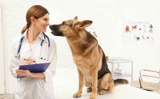 Professional veterinarian examining German Shepherd dog in clinic