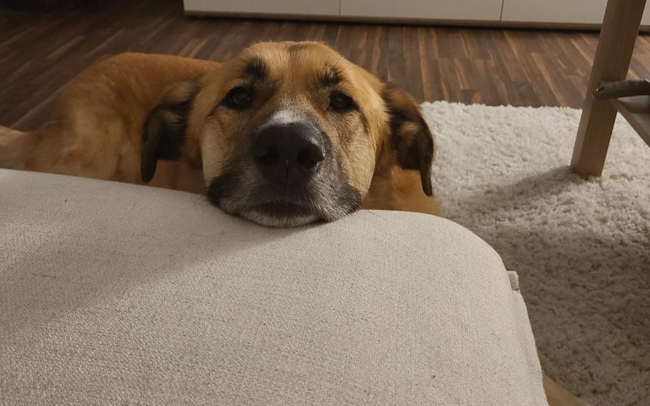 dog resting head on cushion