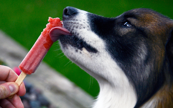 Photo Of dog with popsicle