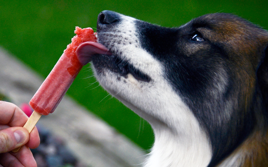 dog with popsicle