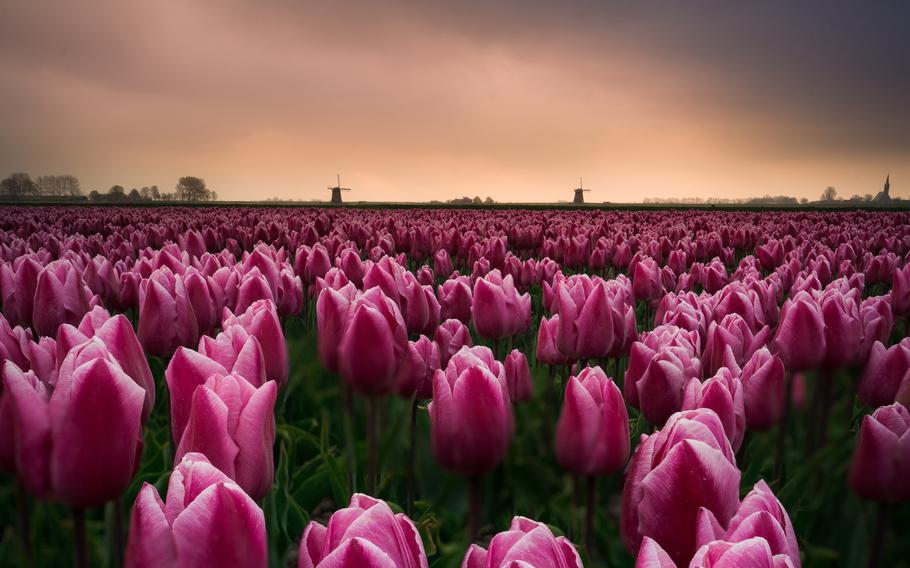 Tulip fields in The Netherlands