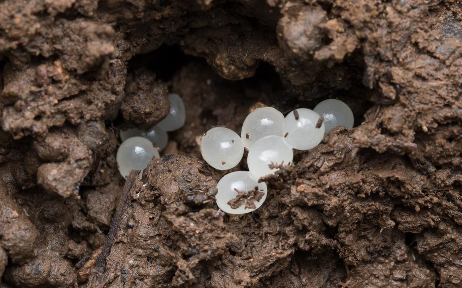 An up close photo of dark brown soil with white, translucent tiny eggs. 