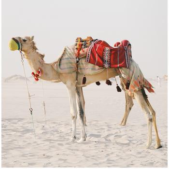 Camel in Qatar