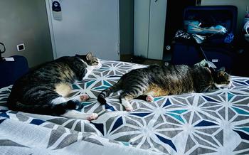 Two cats lying down on the bed asleep