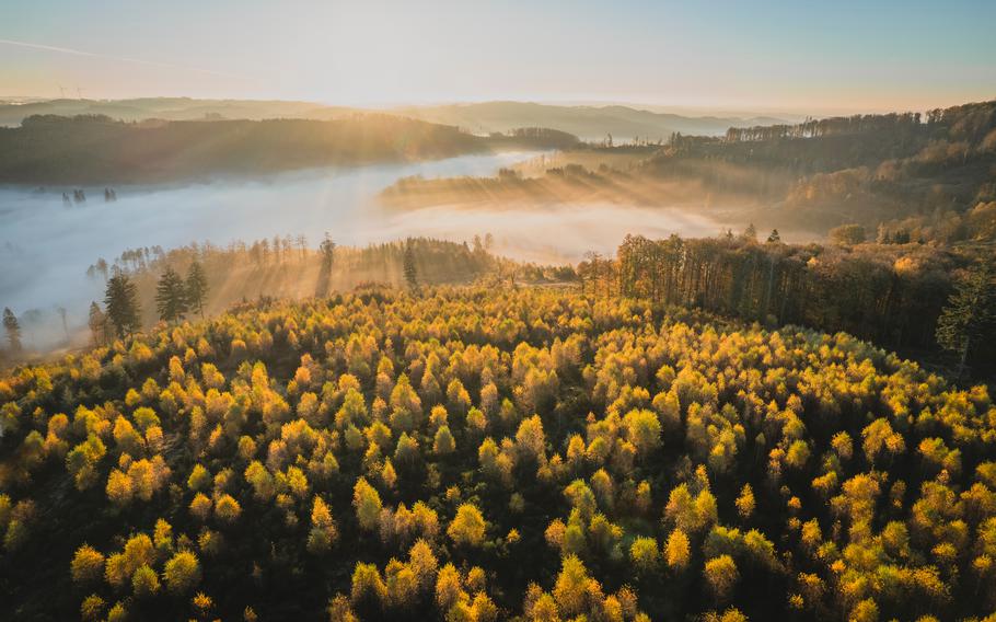 A German Forest during sunrise