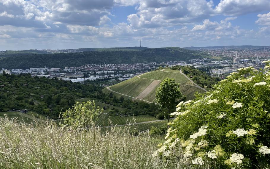 Vineyard hills of Stuttgart on a sunny day with big fluffy clouds in the sky