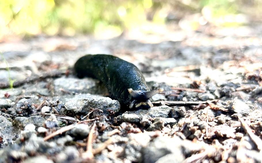 An up close image of an inky black slug crawling over granite rocks, sticks, and leaves. 