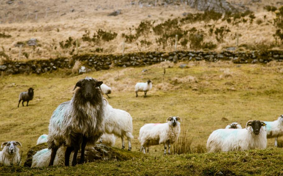 Sheep grazing in Ireland