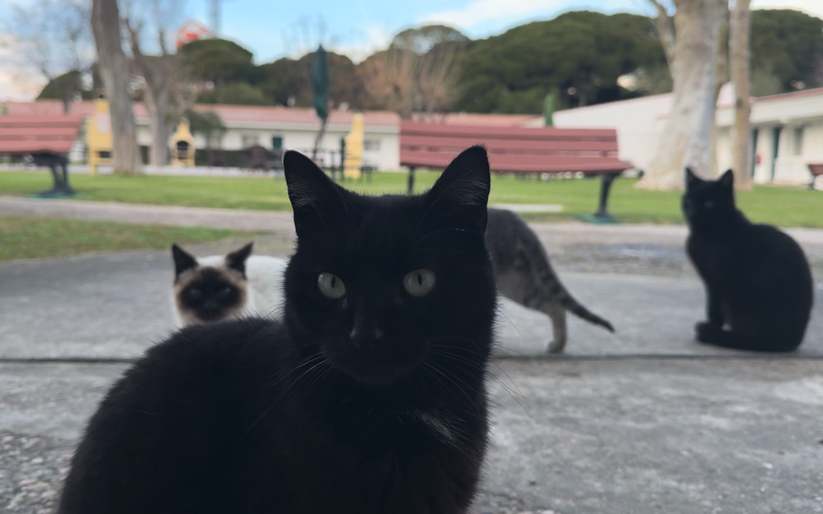 Feral cats on Naval Station Rota, Spain