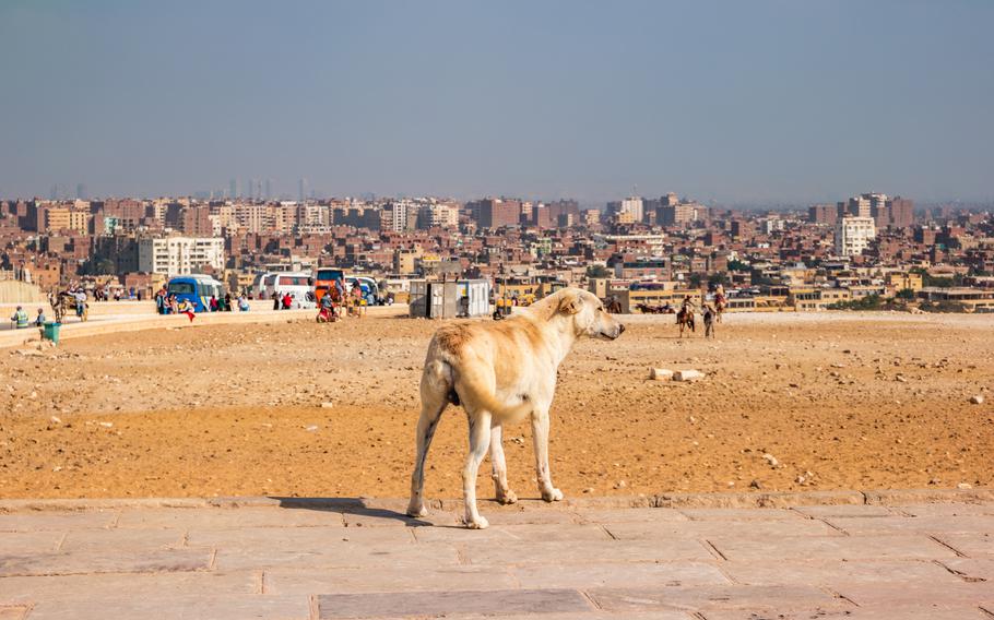 The dog looks at the panorama of Cairo in Egypt.