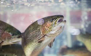 Steelhead trout or Rainbow trout close-up floating under water background