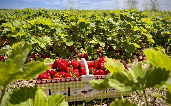 A colorful picture of a basket full of red strawberries sitting in a green, lush strawberry field on a sunny day