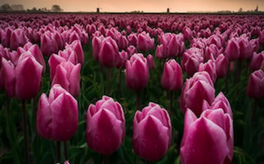 Tulip fields in The Netherlands