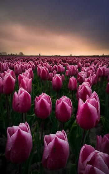 Tulip fields in The Netherlands