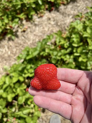 a big red starwberry that looks like a reading pillow you might use in a dorm. 