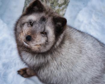 Arctic fox looking up at camera, sitting on snow