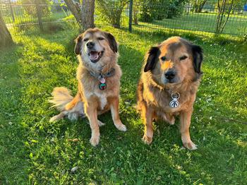 Marley and Murphy sitting on the lawn on a sunny day