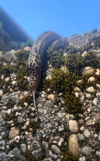 A close up of a large leopard slug crawling down the edge of a rocky wall with blue sky in the background.