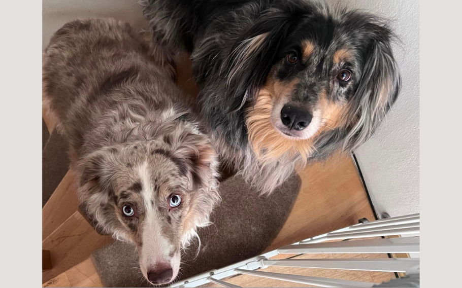 Two Austrailian Shepherds, standing on a wooden floor, looking up at the camera.