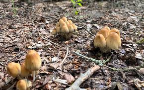 a colorful picture of brown mushrooms forming a ring in the forest. 