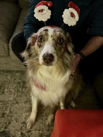 Australian shepherd wearing a head band with two Santa heads on top of it