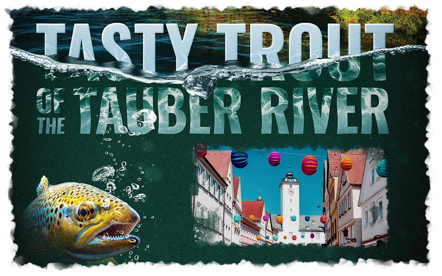 Tasty Trout of the Tauber River | Trout underwater with a picture of a town center