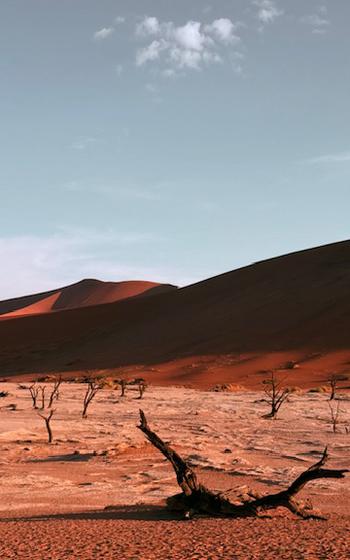 a surreal desert landscape with dunes and tree limbs