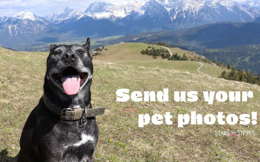 Send us your favorite pet photo to be featured as the “Pet of the Month”, like this photo of Romeo on Mount Wank in Germany. 
