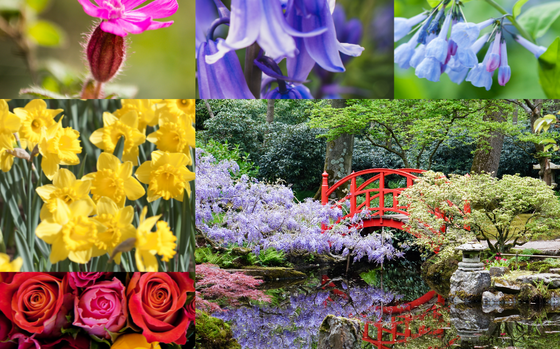 Photo Of Variety of flowers and Japanese garden