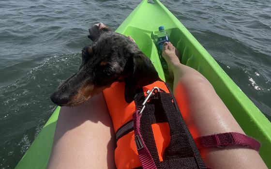 Photo Of A dachsund in an orange life vest sitting on a green kayak between two human knees