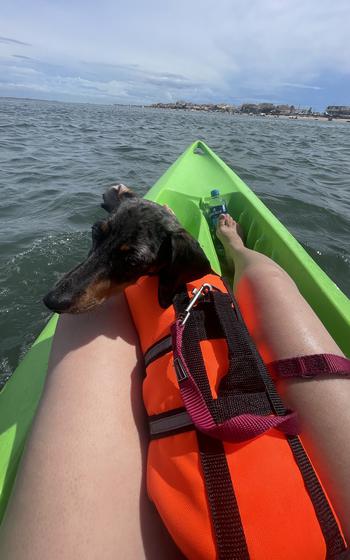 A dachsund in an orange life vest sitting on a green kayak between two human knees