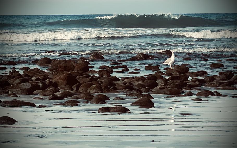 Seagul perched upon rocks in the water as the waves crash. A black siloutte surrounds the photo.
