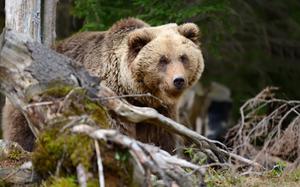 a light brown, big, European Bear emerges from the forest and peeks around a fallen tree branch.