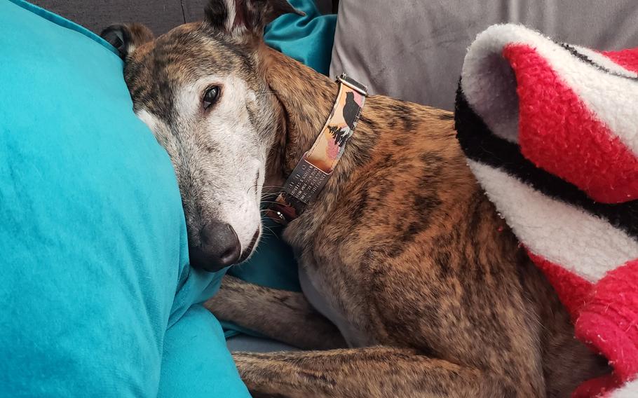 Suzie Q cuddled on the couch