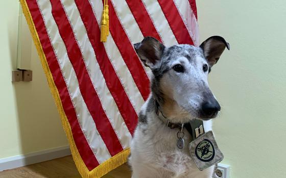 A smooth collie wearing a captain’s rank badge stands in front of an American flag.