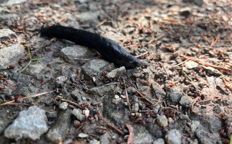 An up close image of an inky black slug crawling over granite rocks, sticks, and leaves stretched out long 