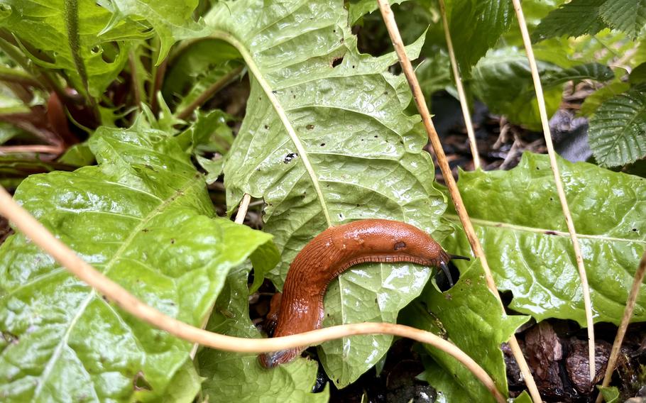 A bright orange slug munching on a large bright green dandelion leaf