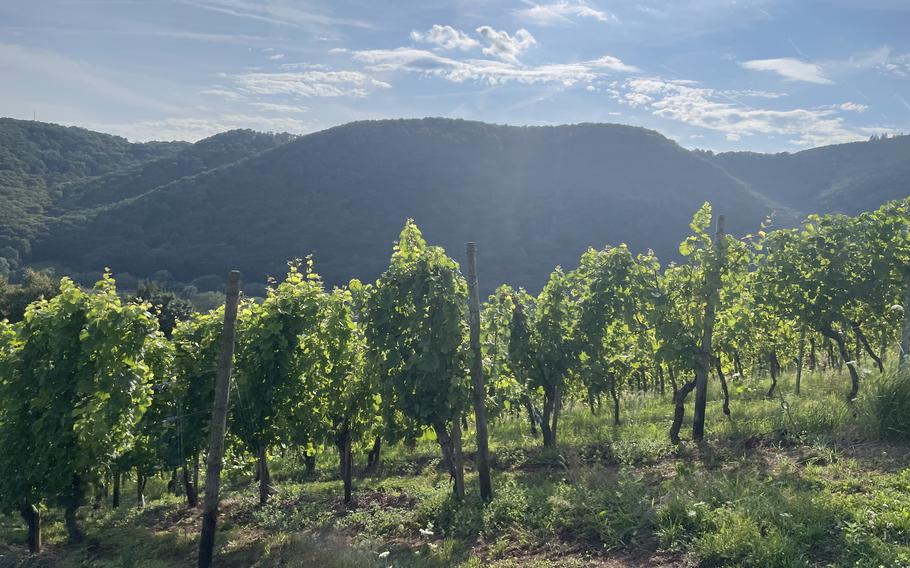 Vineyards along the Mosel River.