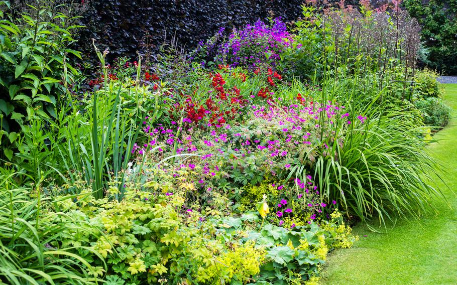 Summer flowers are on show at the stackpole walled garden