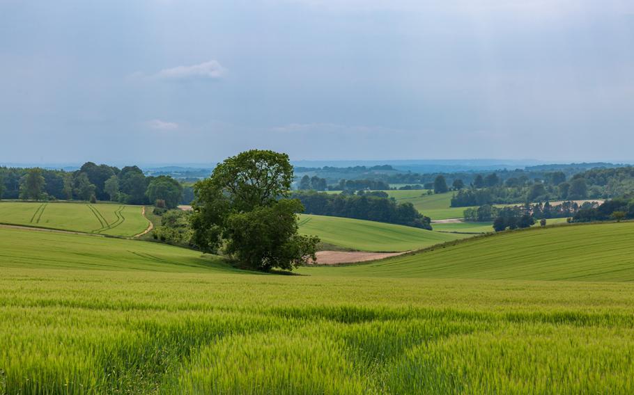 Looking out over a field of green crops in the Hampshire countryside