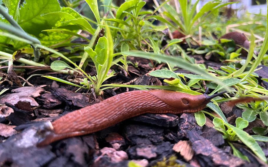 A orange-brown slug crawling over dark brown mulch in a garden 